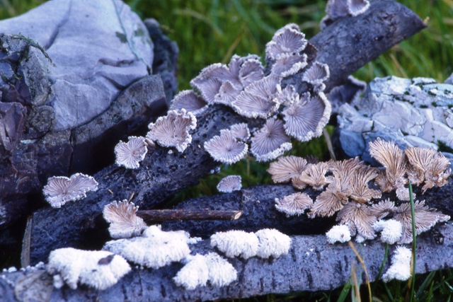 I  Funghi  dopo  l''Uragano